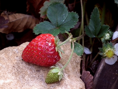 Plant fruit berry sweet Photo