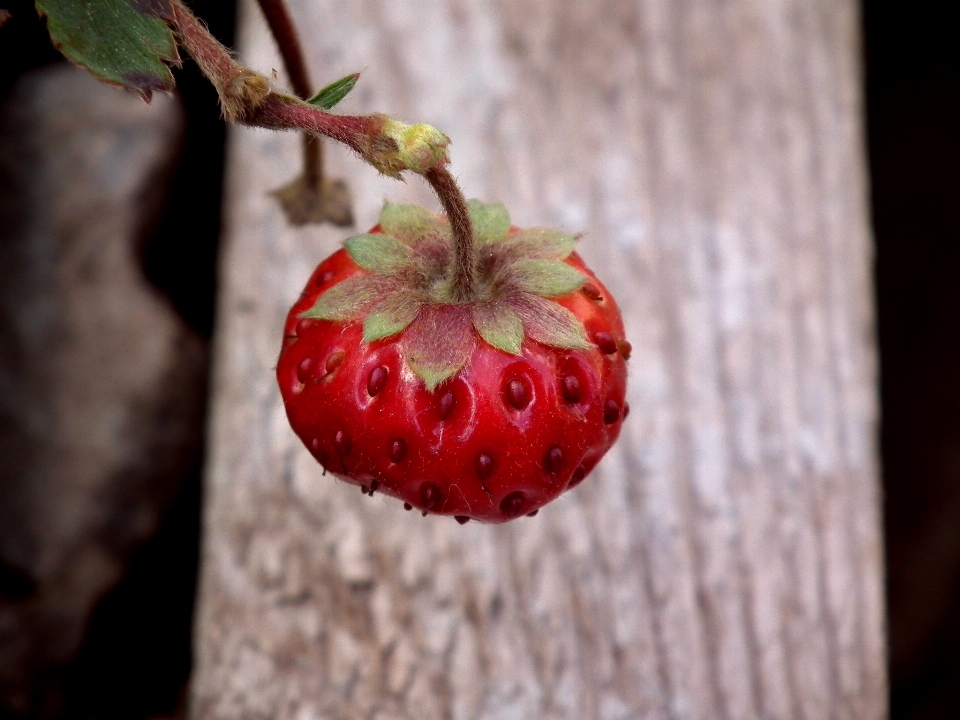 Branch blossom plant board