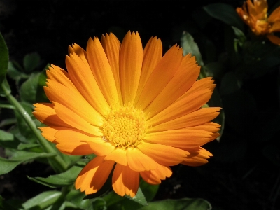 Nature plant flower petal Photo