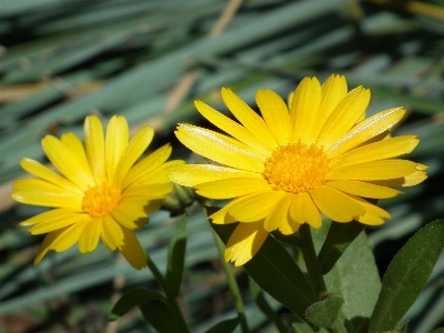 Nature plant flower petal Photo