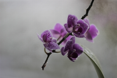 自然 花 植物 紫 写真