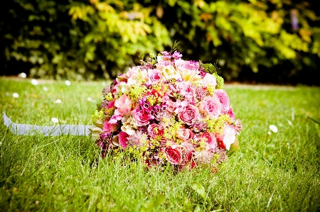 Grass blossom plant lawn Photo