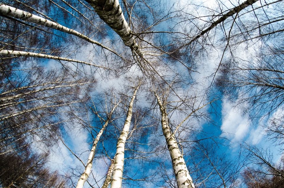 Arbre nature forêt bifurquer