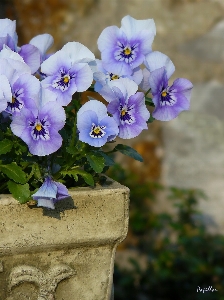 Nature blossom plant flower Photo