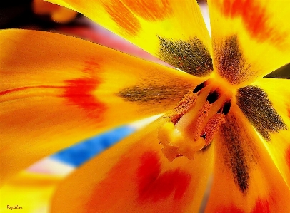 Nature blossom plant photography Photo