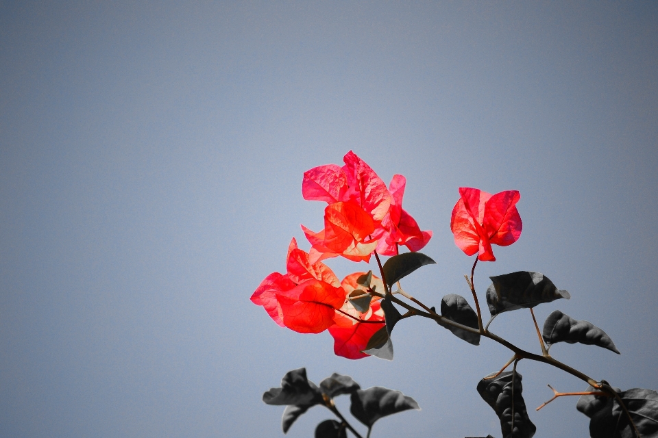 Nature blossom plant leaf