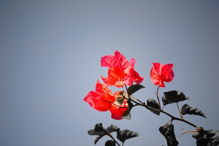 Natur blüte anlage blatt Foto