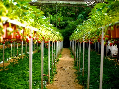 Foto Plantar vinhas fazenda flor