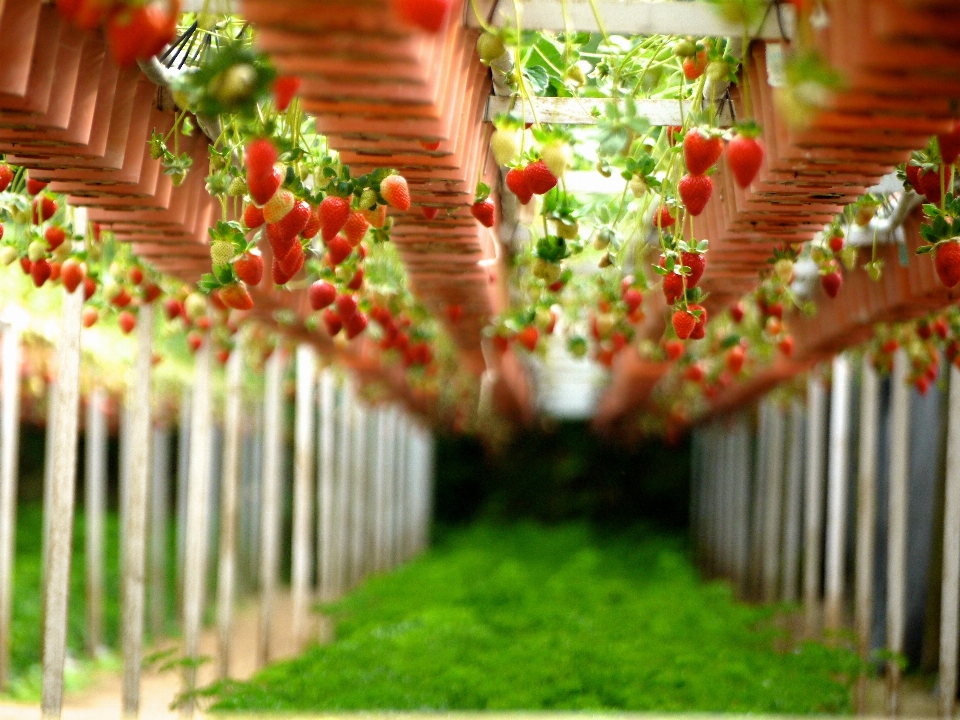 Croissance doux fleur vert