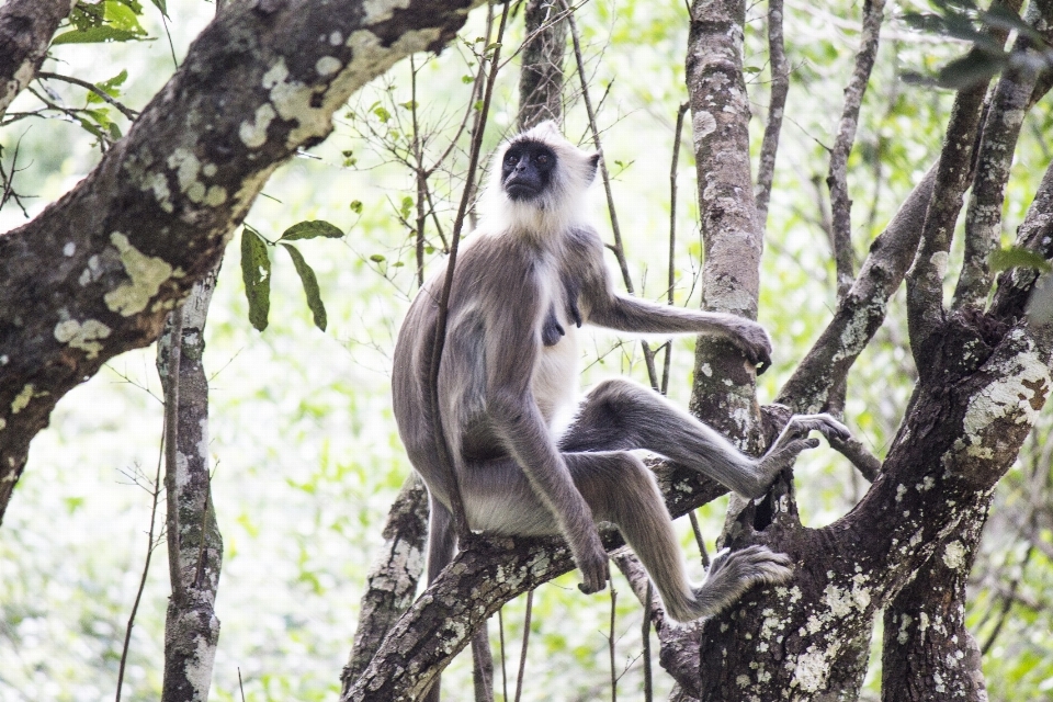 Alam hutan cabang sendiri