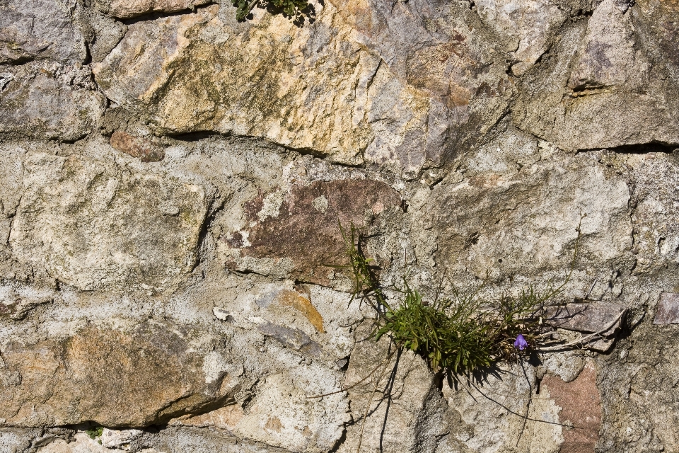 Tree rock structure plant