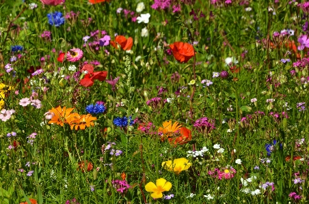 Zdjęcie Krajobraz drzewo natura trawa