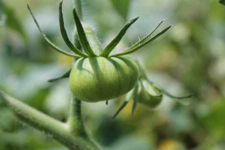 Branch plant flower young Photo