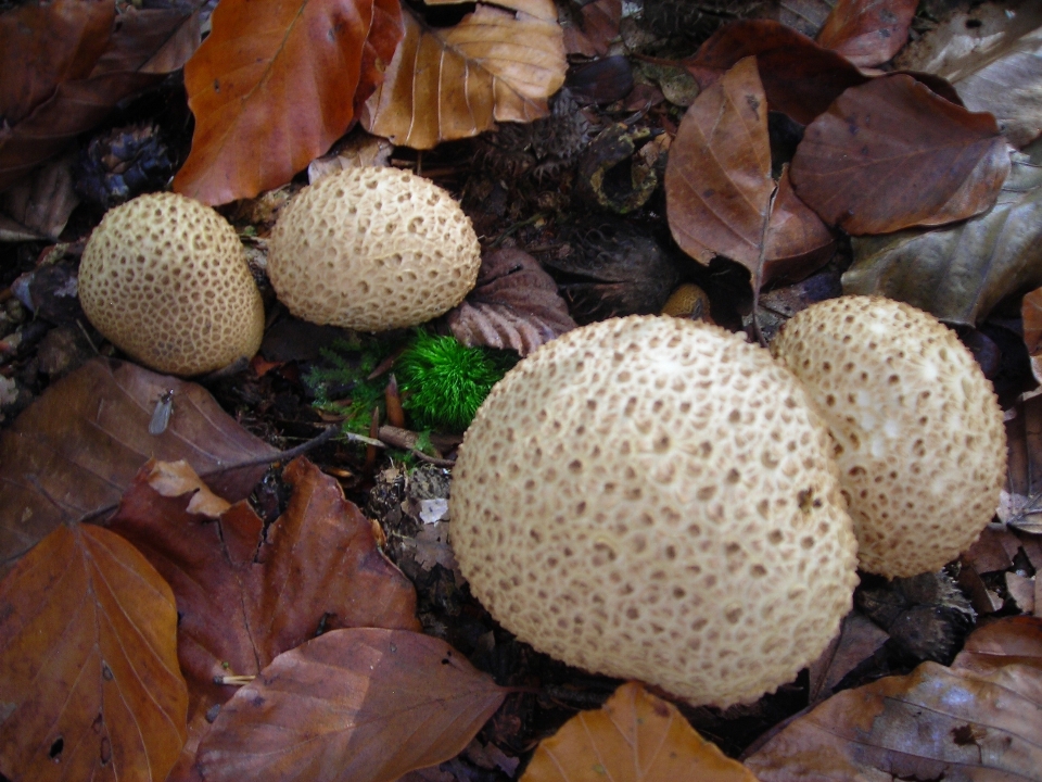 Blatt golden herbst pilz