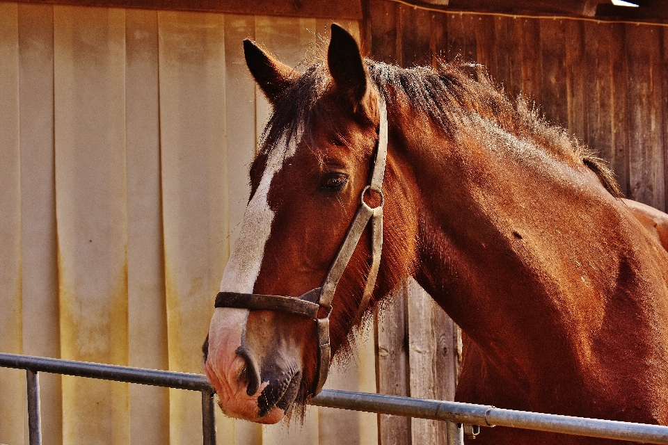 Fienile animale bestiame cavallo