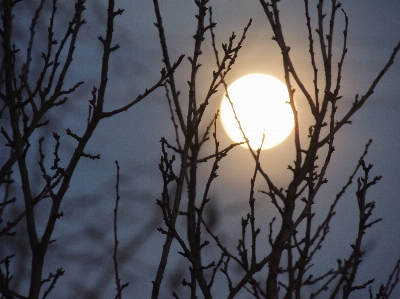 Tree nature branch winter Photo