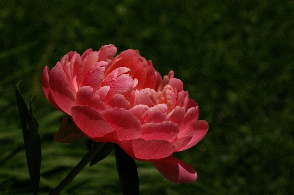 开花 植物 花 花瓣