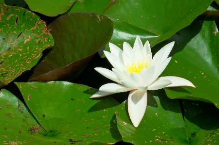 自然 植物 白色的 叶子 照片