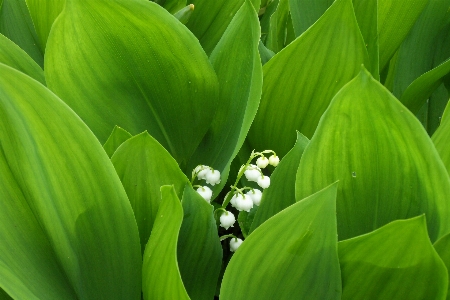 Nature grass blossom plant Photo