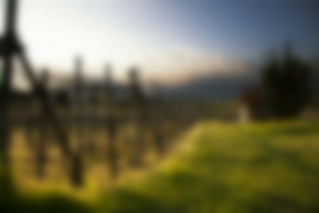 Grass horizon blur sky Photo