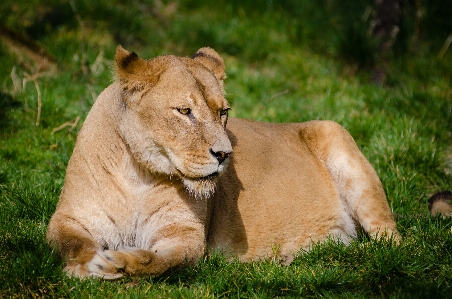 Grass adventure animal wildlife Photo