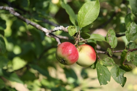 Apple 树 分支 植物 照片