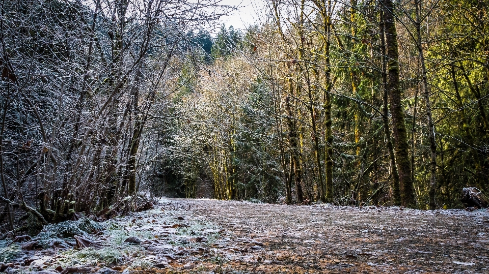 Paysage arbre nature forêt