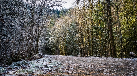 Foto Paisagem árvore natureza floresta