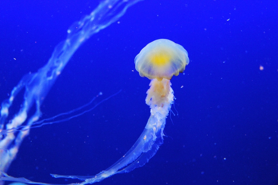 Ocean biology jellyfish blue