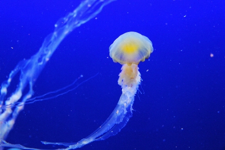 Ocean biology jellyfish blue Photo