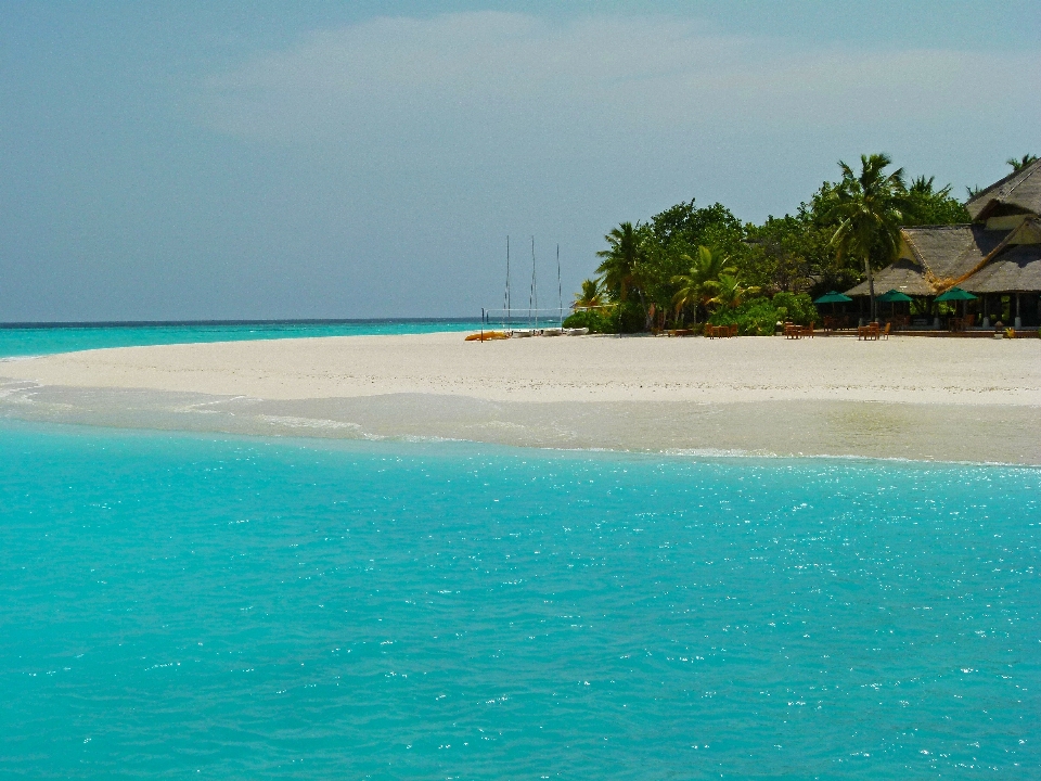 Spiaggia mare costa albero