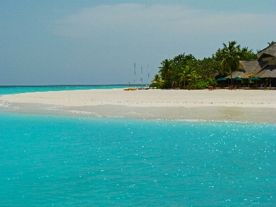 Beach sea coast tree Photo