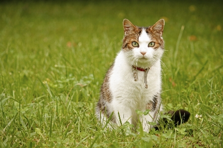 Photo Herbe blanc pelouse prairie
