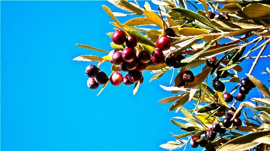 Tree nature branch plant Photo