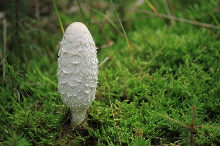 Foto Alam hutan rumput tanaman