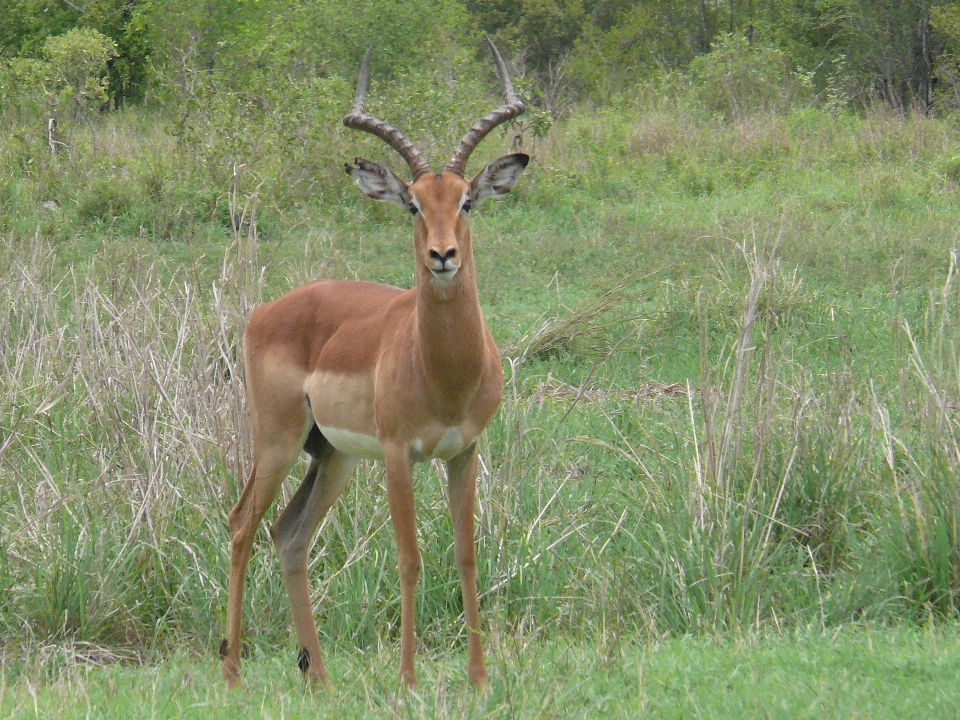 Prairie male wildlife wild