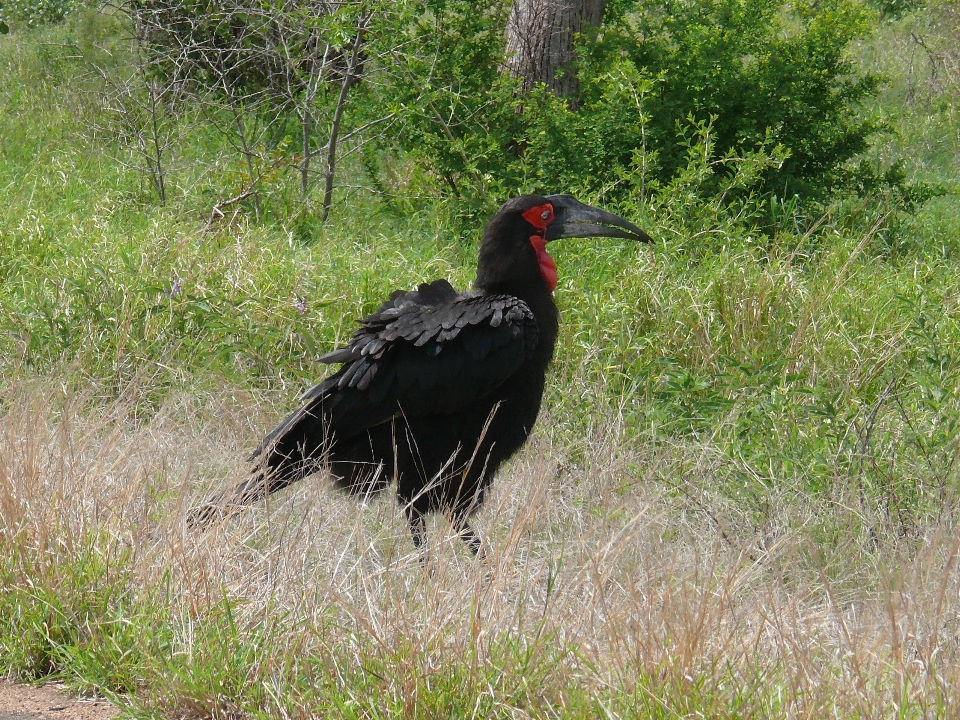 Pájaro fauna silvestre salvaje pico