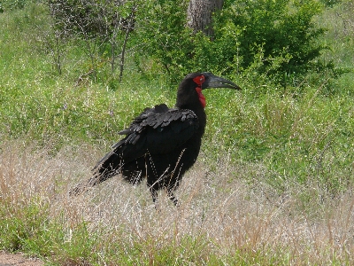 Bird wildlife wild beak Photo