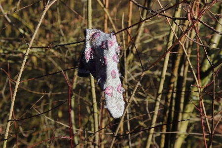 Natur wald zweig blume Foto