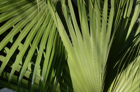 Tree nature grass branch Photo