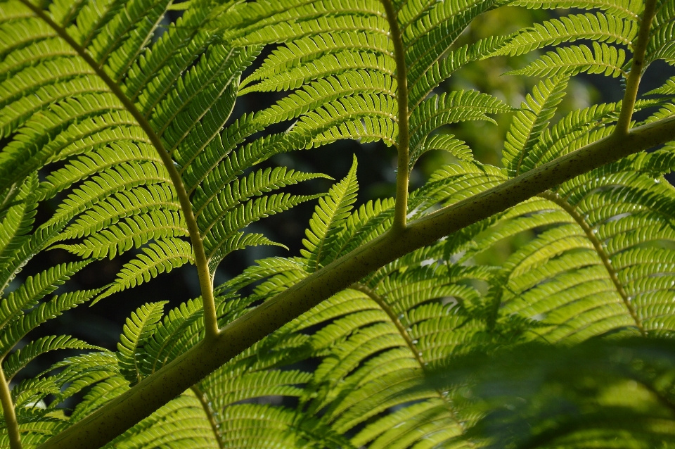 árvore natureza floresta filial