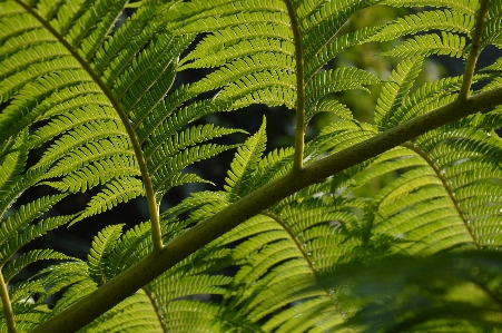 Tree nature forest branch Photo