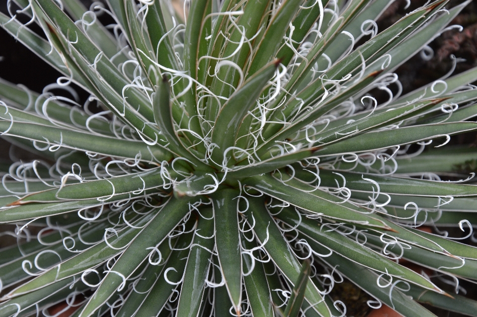 Plant leaf desert flower