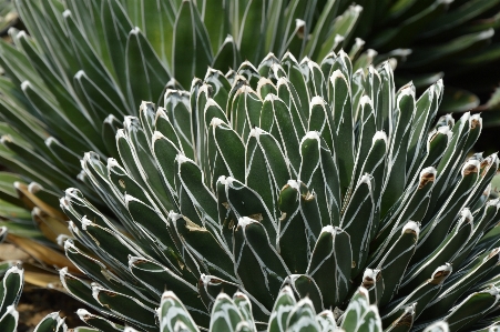 Tree grass branch plant Photo