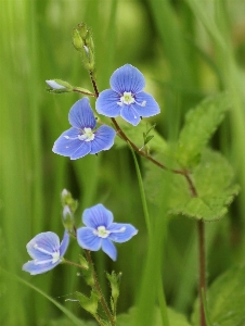 Nature blossom plant meadow Photo