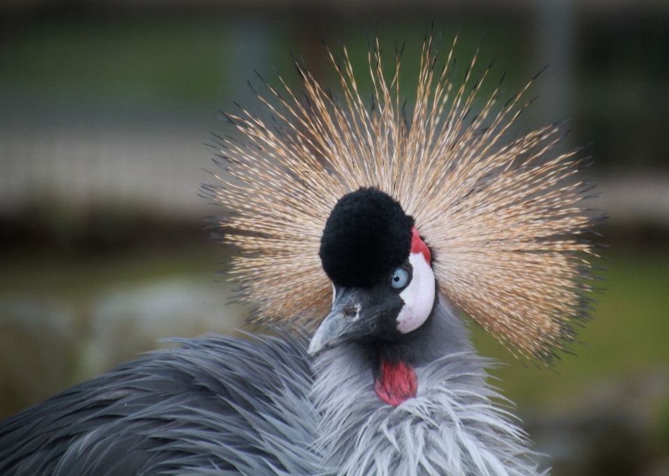 Nature bird view animal