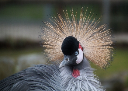 Nature bird view animal Photo