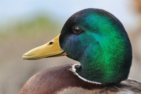 Foto Alam burung satwa margasatwa