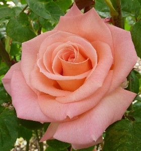 Nature blossom plant flower Photo