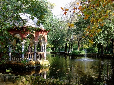 Foto Albero foglia fiore fiume